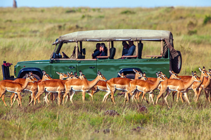 Safari vehicle passing impalas in Serengeti National Park
