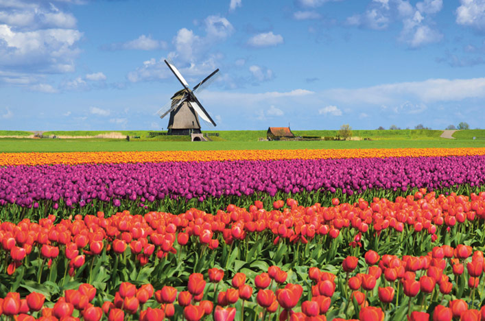 Field of red and purple tulips and a lone windmill in the distance