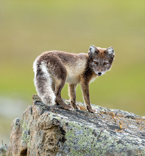 Arctic fox