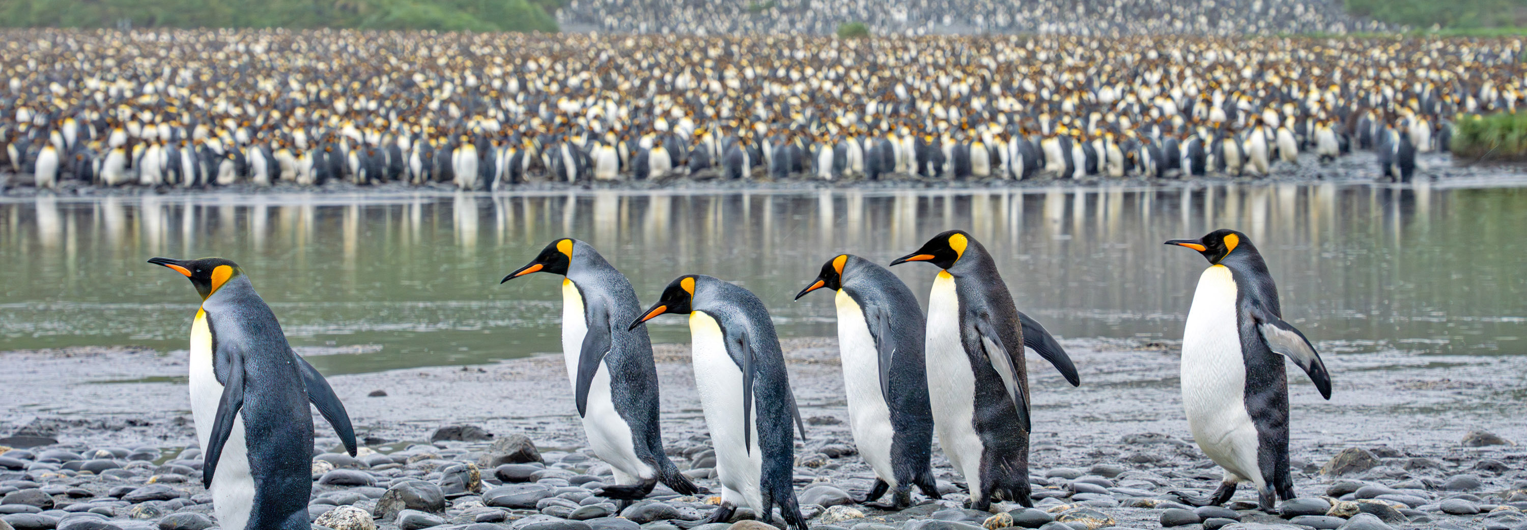 King penguins are abundant in South Georgia