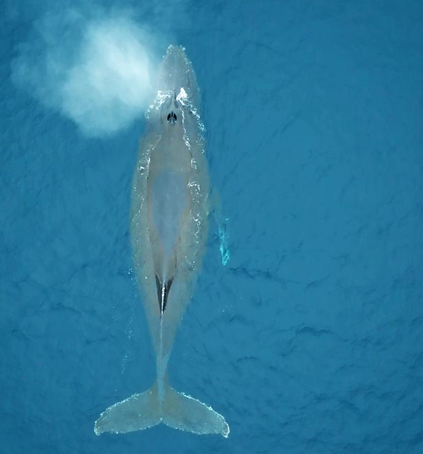 Humpback Whale in Petermann Island, Antarctica