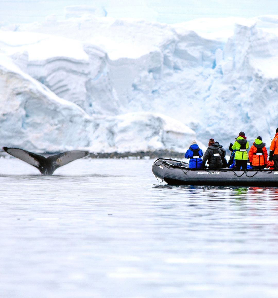 Group in small boat watching whale tail disappearing into water